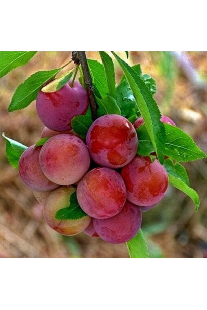 Плуот Старкинг Делишес – самый сладкий сорт